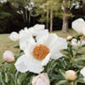 Meet your Posher, Morgan